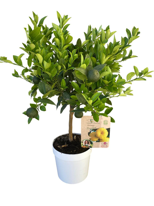 Visuel 1 du produit Citronnier Lime Pursha 1/4 tige coloris jaune - 5 L