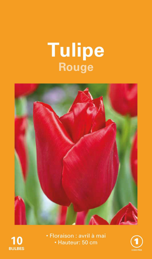 Visuel 1 du produit Tulipe en mélange botanic® coloris rouge - 10 bulbes