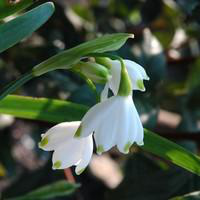 Visuel 1 du produit Galanthus Nivalis - Le pot de 10,5 cm