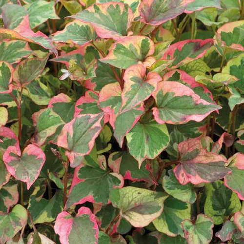 Visuel 1 du produit Houttuynia Cordata ou Poivre de Chine Chameleon au feuillage vert et rouge - Le pot de 1 litre