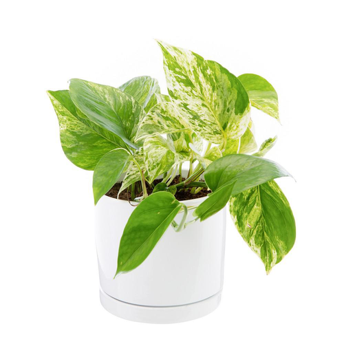 Visuel 1 du produit Pothos Marble Queen vert en pot blanc émaillé botanic®. Le pot Ø 15 cm