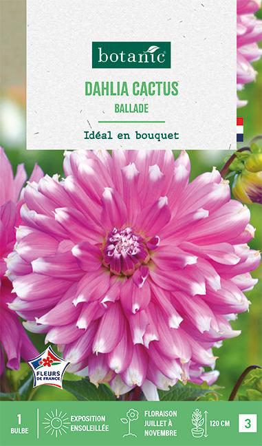 Visuel 1 du produit Bulbe de fleurs Dalhia cactus Ballade botanic® - 1 bulbe