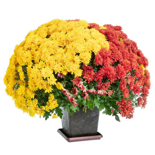 Visuel 1 du produit Multifleurs Meteorites - Le pot de 10 litres