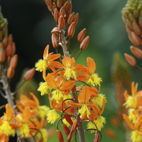Visuel 1 du produit Bulbine ou Bulbinella à fleurs jaunes - Le pot de 2 litres