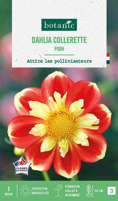 Visuel 1 du produit Bulbe de fleurs Dalhia collerette Pooh botanic® - 1 bulbe