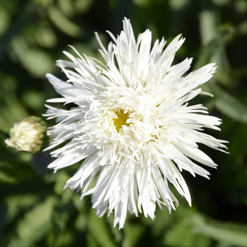 Visuel 1 du produit Marguerite d’été sante blanche en pot de 2 L