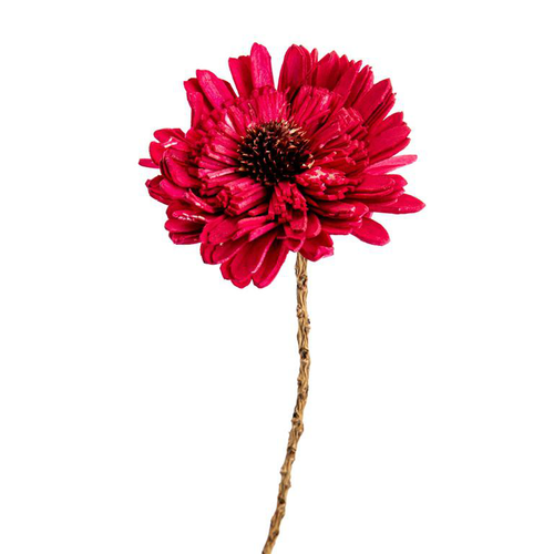 Visuel 3 du produit Fleur en bois de Sola et coco forme Œillet - Ø 8 x H 53 cm