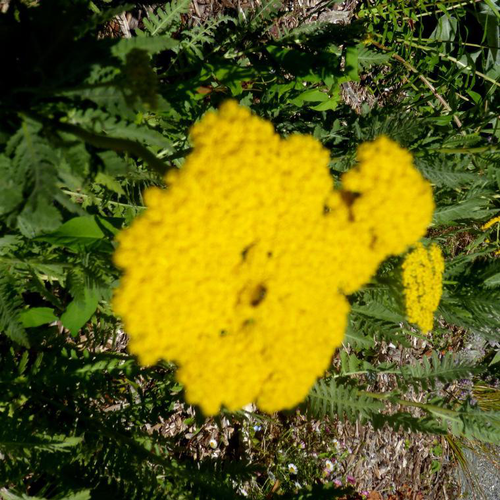 Visuel 1 du produit Achillea - Le pot de 2 litres