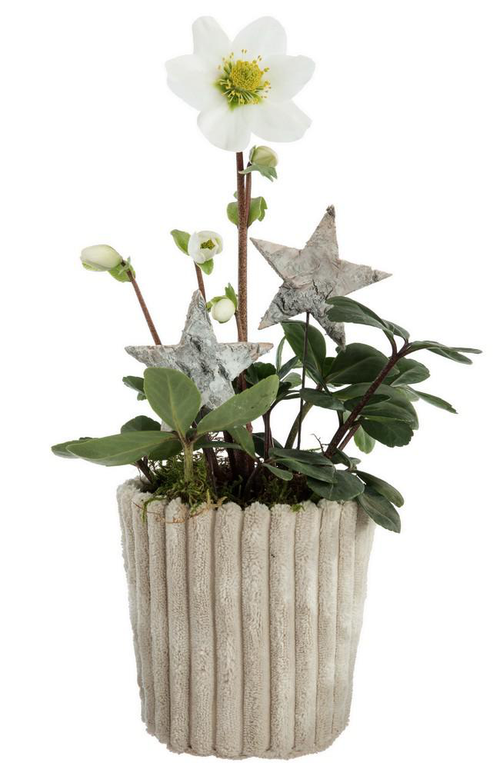 Visuel 1 du produit Hellébore pot effet velours côtelé - Ø 10 cm