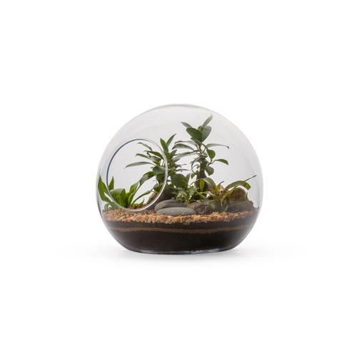 Visuel 1 du produit Terrarium Honua Ginseng en verre transparent Naturalys taille M - Ø 28 x 25,5 cm