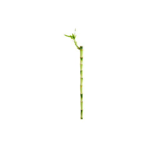 Visuel 2 du produit Lucky Bamboo droit. 50 cm