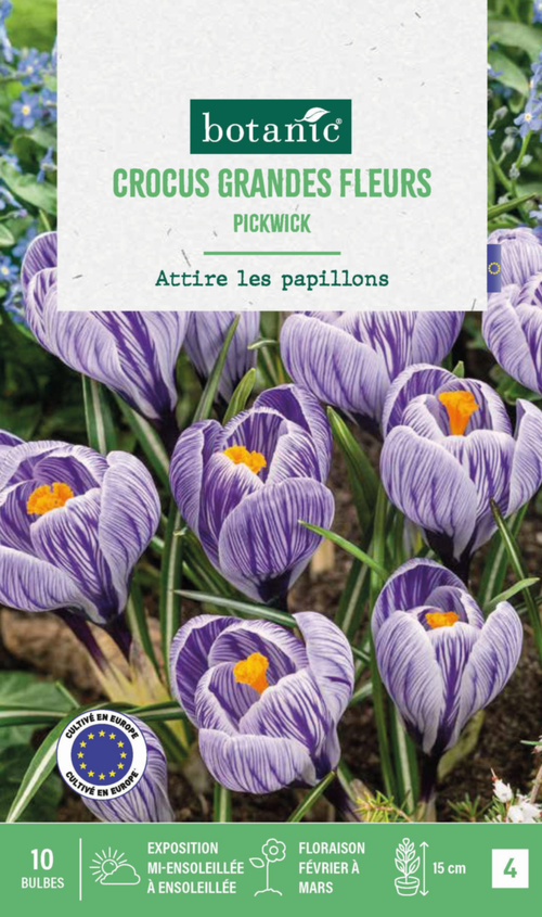 Visuel 1 du produit Crocus pickwick en mélange botanic® - 10 bulbes