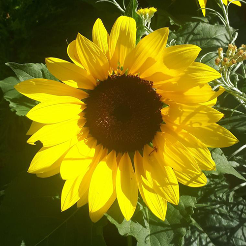 Visuel 1 du produit Tournesol - Le pot de Ø 14 cm