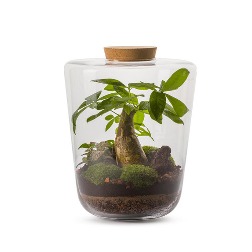 Visuel 1 du produit Terrarium Lima Auto en verre transparent Naturalys taille L - Ø 25 x 30 cm