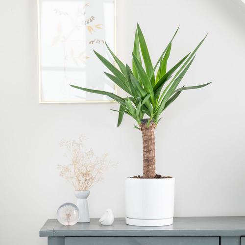 Visuel 2 du produit Yucca vert en pot blanc émaillé botanic®. Le pot Ø 18 cm