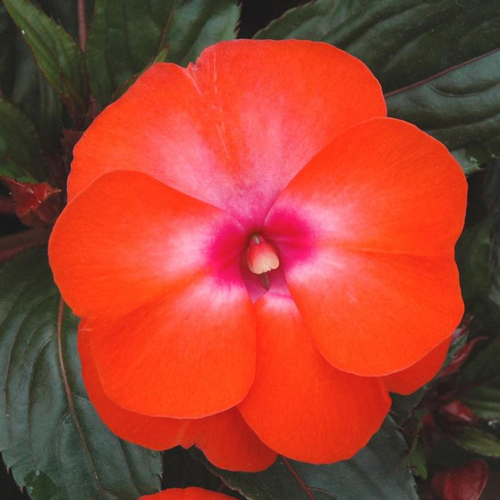 Visuel 1 du produit Impatiens ou Impatience de Nouvelle-Guinée à fleurs multicolores - Le pot Ø 10 cm