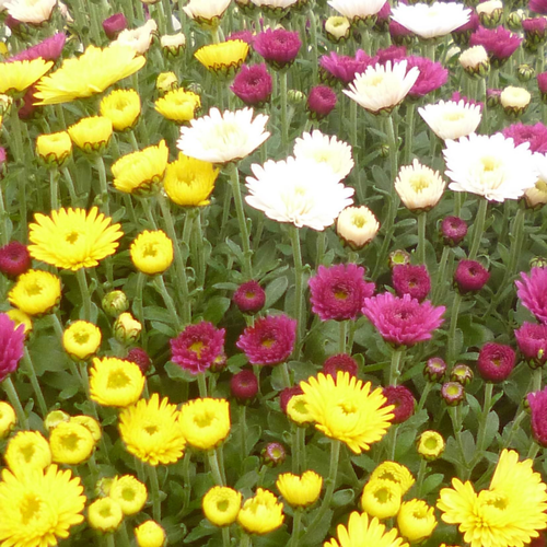 Visuel 1 du produit Chrysanthème multifleurs coloris variés. Le pot de 2,5 litres