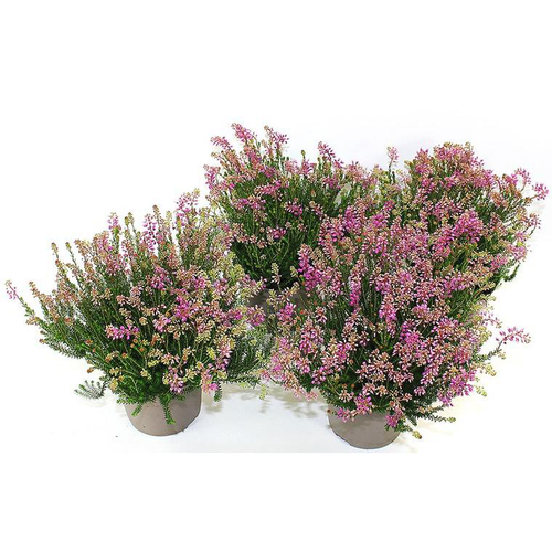 Visuel 1 du produit Erica Spicufolia - Le pot de 2 litres