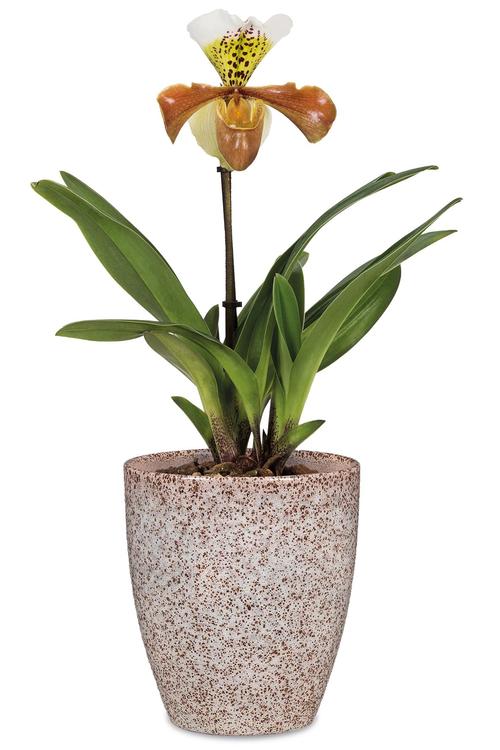 Visuel 2 du produit Vase Orchidée Roccia coloris multicolore en céramique - Ø 13 cm