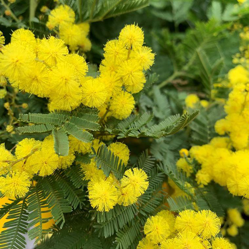 Visuel 1 du produit Mimosa marcotte (Acacia Dealbata) pyramide. Le pot de 3 litres