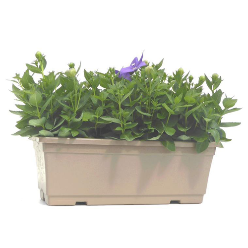 Visuel 1 du produit Platycodon Grandiflorus - La jardinière de 40 cm