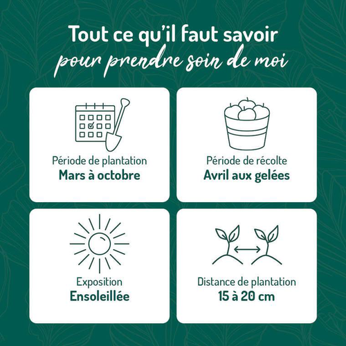 Visuel 3 du produit Basilic Grand vert bio botanic®. Le pot de 10,5 cm