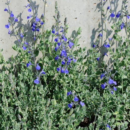Visuel 1 du produit Salvia Chamaedryoides - Le pot de 2,5 litres