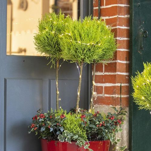 Visuel 1 du produit Cupressus Gold Crest Trio Boule - Le pot de 4 litres