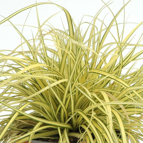 Visuel 1 du produit Carex Evergold - Le pot de 1 litre