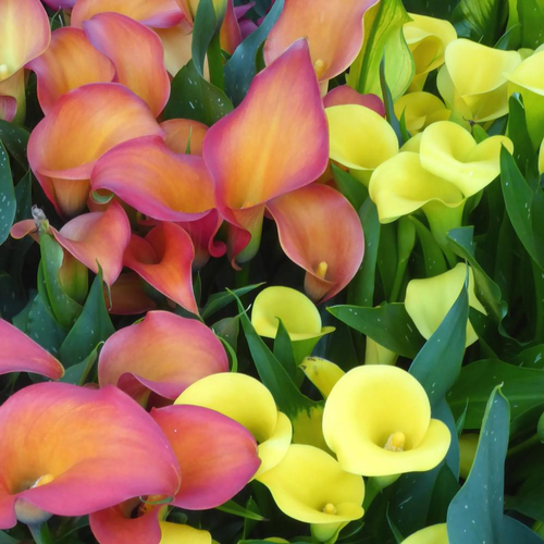 Visuel 1 du produit Arum Couleur. Le pot diam 12 cm