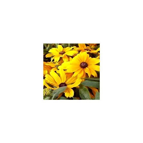 Visuel 1 du produit Rudbeckia Vivace - Le pot de 1 litre