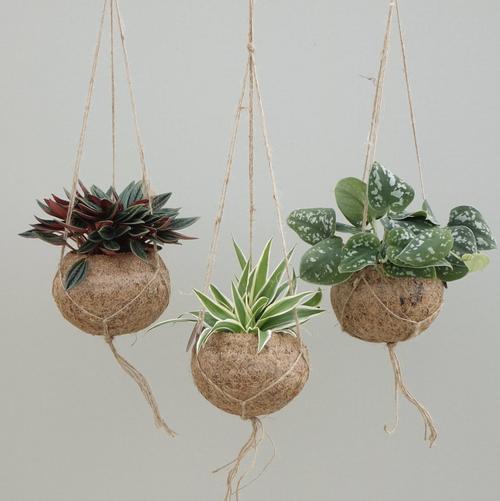 Visuel 1 du produit Kokodama Groen mix. La suspension de Ø 12 x H 20 cm