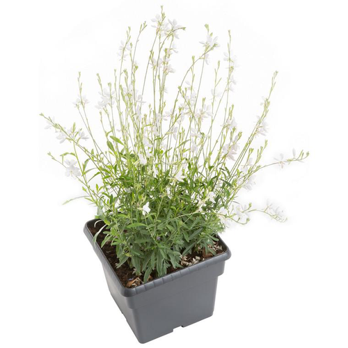 Visuel 1 du produit Vivaces Variées - Le pot de 7,5 litres