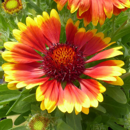 Visuel 1 du produit Gaillarde Varié - Le pot de 7,5 litres