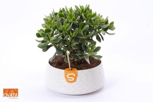 Visuel 1 du produit Crassula. La coupe de Ø 22 x H 20 cm