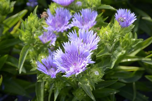 Visuel 1 du produit Stokesia ‘Mels’ - Le pot de 2 litres