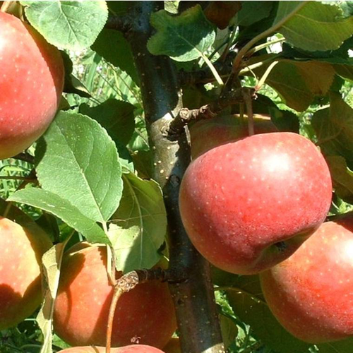 Visuel 1 du produit Pommier Ariane®. Le pot de 12 litres, forme gobelet