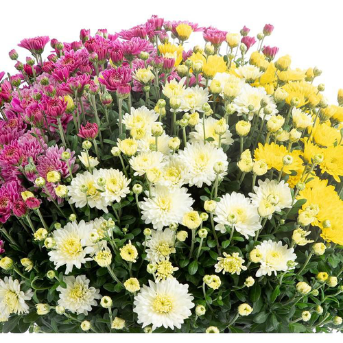 Visuel 1 du produit Chrysanthème multifleurs en mélange à fleurs multicolores - La jardinière de 50 cm
