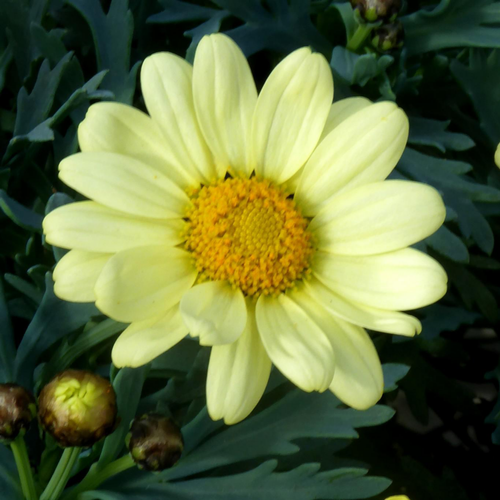 Visuel 1 du produit Anthemis Jaune. Le pot de 19 cm