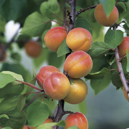 Visuel 1 du produit Abricotier Luizet Bio. Le pot de 12 litres