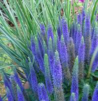 Visuel 1 du produit Veronica Spicata - Le pot de 5 litres