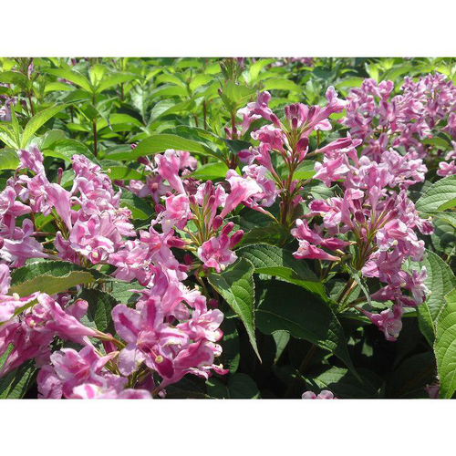Visuel 1 du produit Weigelia Stelzneri rose. Le pot de 3 litres