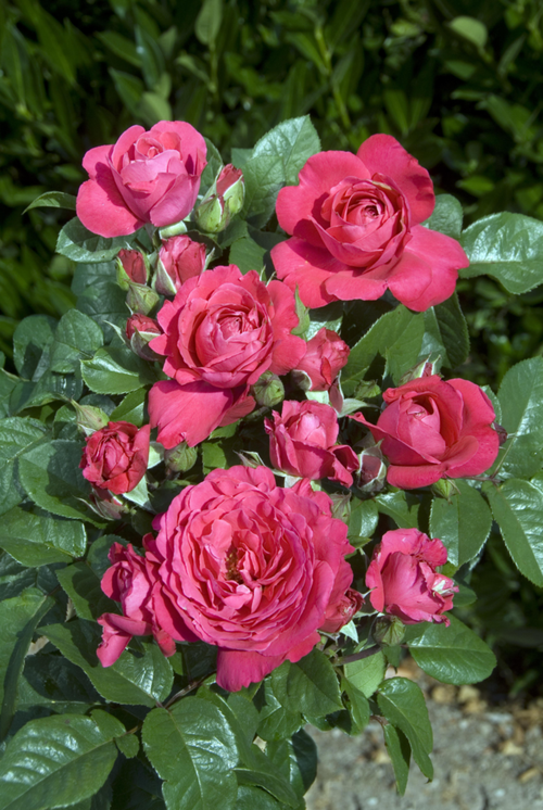 Visuel 1 du produit Rosier Akaroa® 'Mattanstill' - Le pot de 3 litres