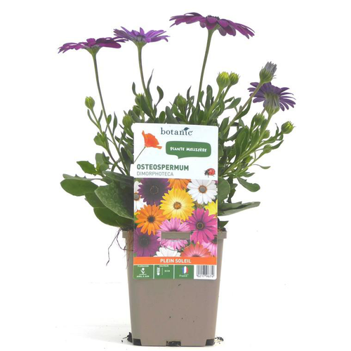 Visuel 2 du produit Osteospermum - Le pot de 9 x 9 cm