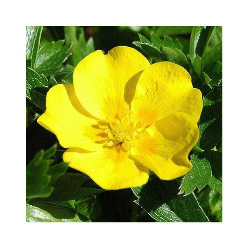 Visuel 1 du produit Potentilla - Le pot de 2 litres