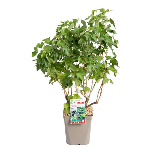 Visuel 1 du produit Cassissier Perles D'Auvergne ®. Le pot de 2 litres