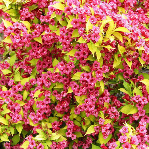 Visuel 1 du produit Weigelia Jeans Gold New Zako rose. Le pot de 4 litres