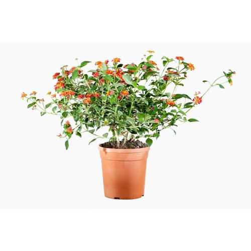 Visuel 1 du produit Lantana Camara (Lantanier) en pot de 5 L orange