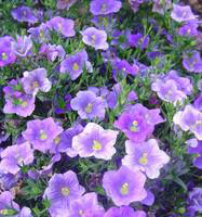 Visuel 1 du produit Nierembergia Mont blanc - Le pot de 1 litre