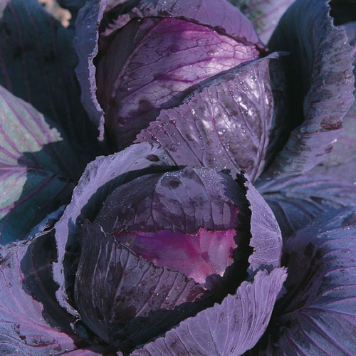 Visuel 1 du produit Chou Rouge Romanov Bio. La barquette de 3 plants